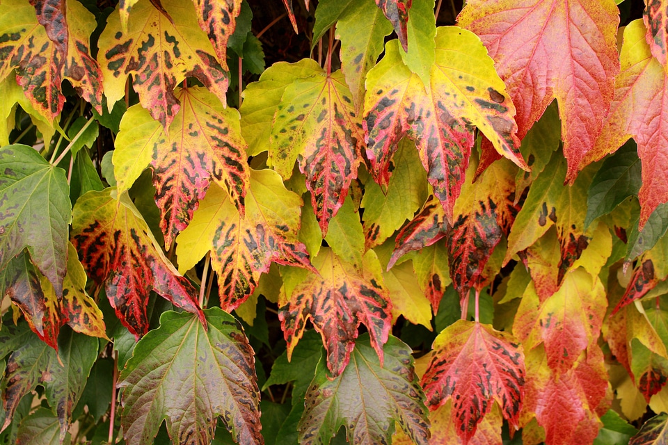 Colorful fall color autumn decoration