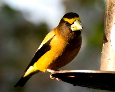 Evening grosbeak
