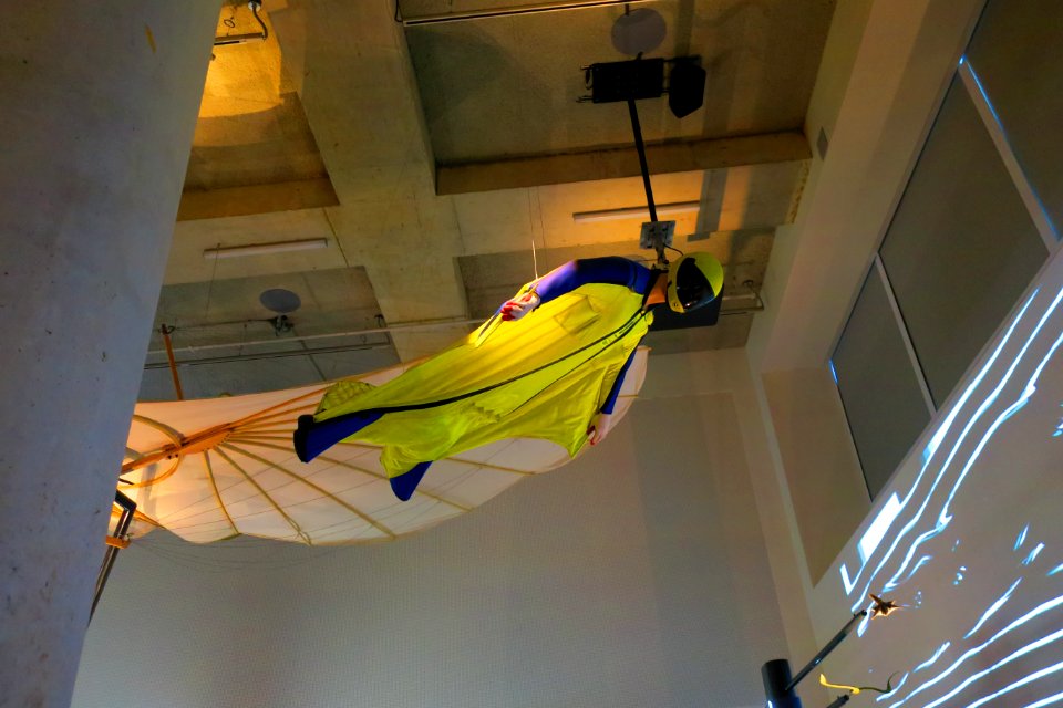 A flying squirrel