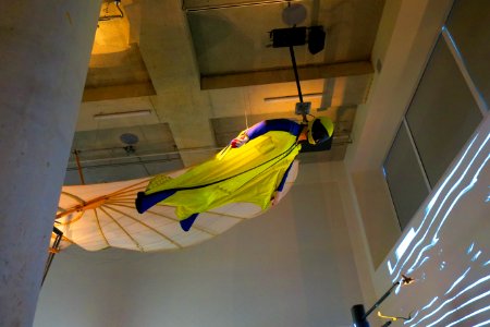 A flying squirrel