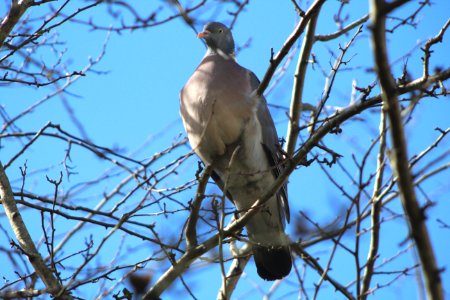 The Woodpigeon