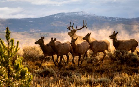 Elk Rut photo