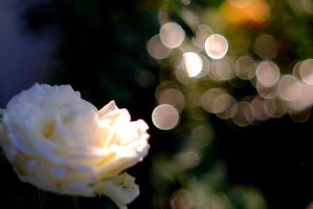 DSCF1069