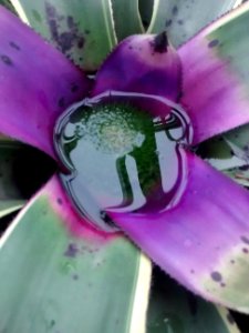 Botanical Garden