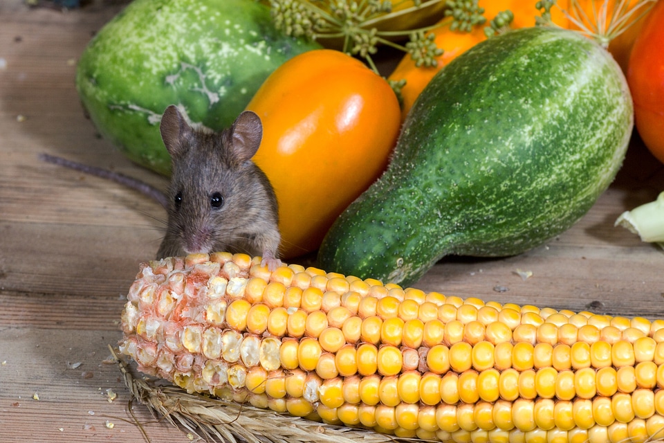 Nager animal portrait vegetables