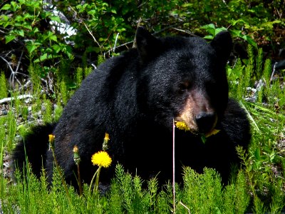 Black Bear