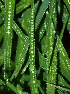 Drop of water leaf dew photo