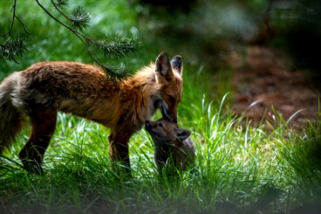 Red Fox and Kit