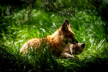 Red Fox and Kit