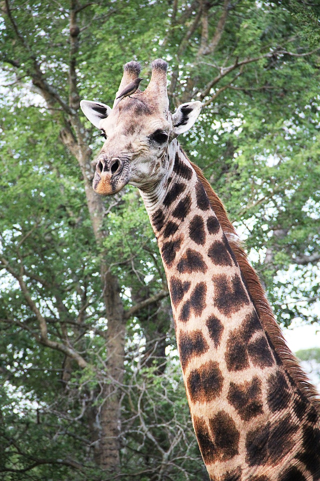 Animal nature wilderness