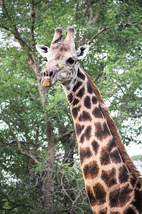 Animal nature wilderness
