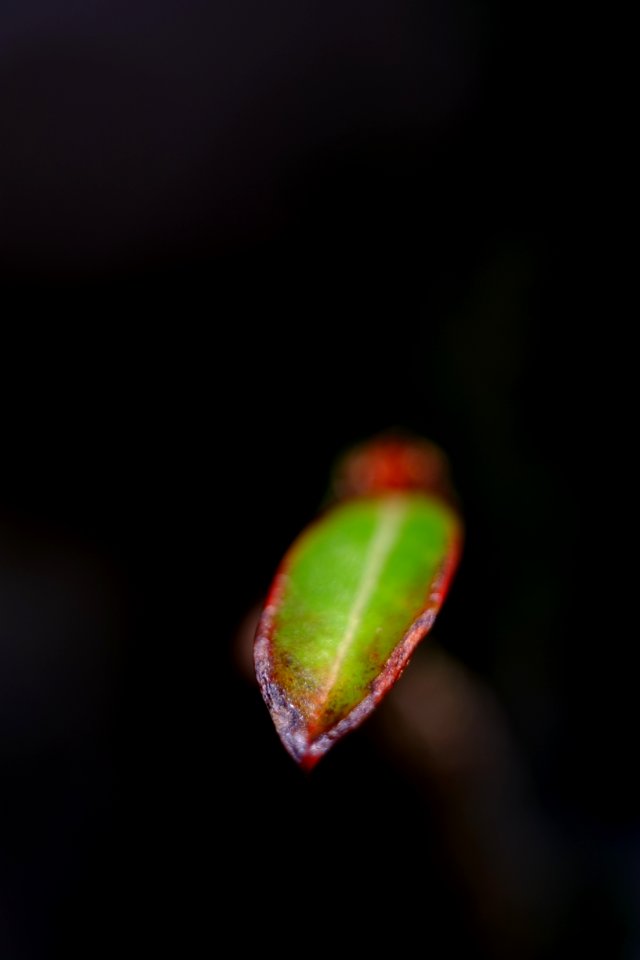 葉
