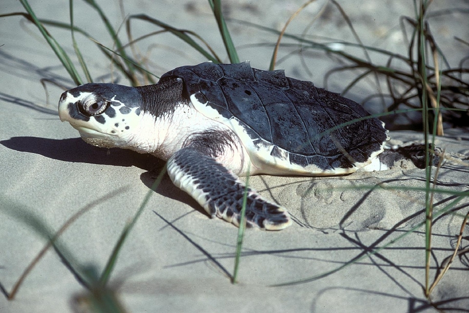 Reptile nesting female