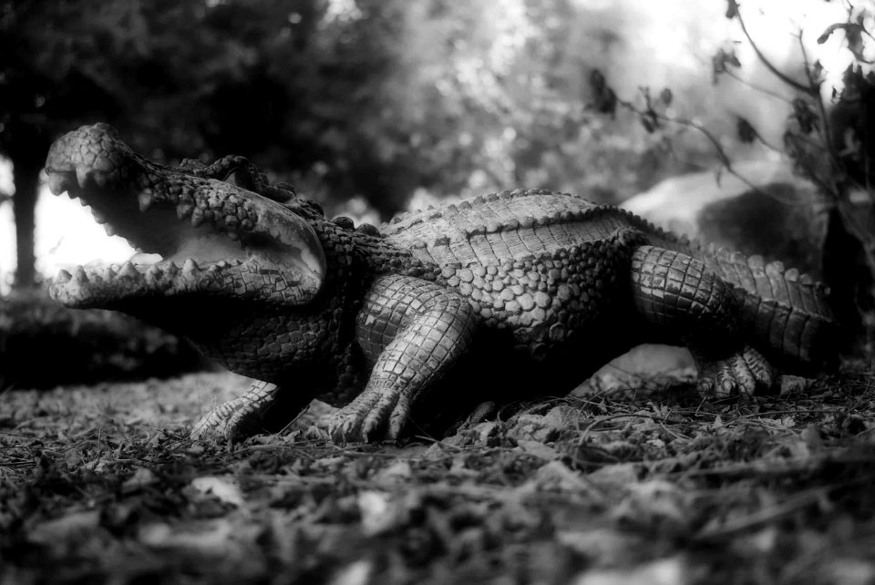 Domestic Crocodile