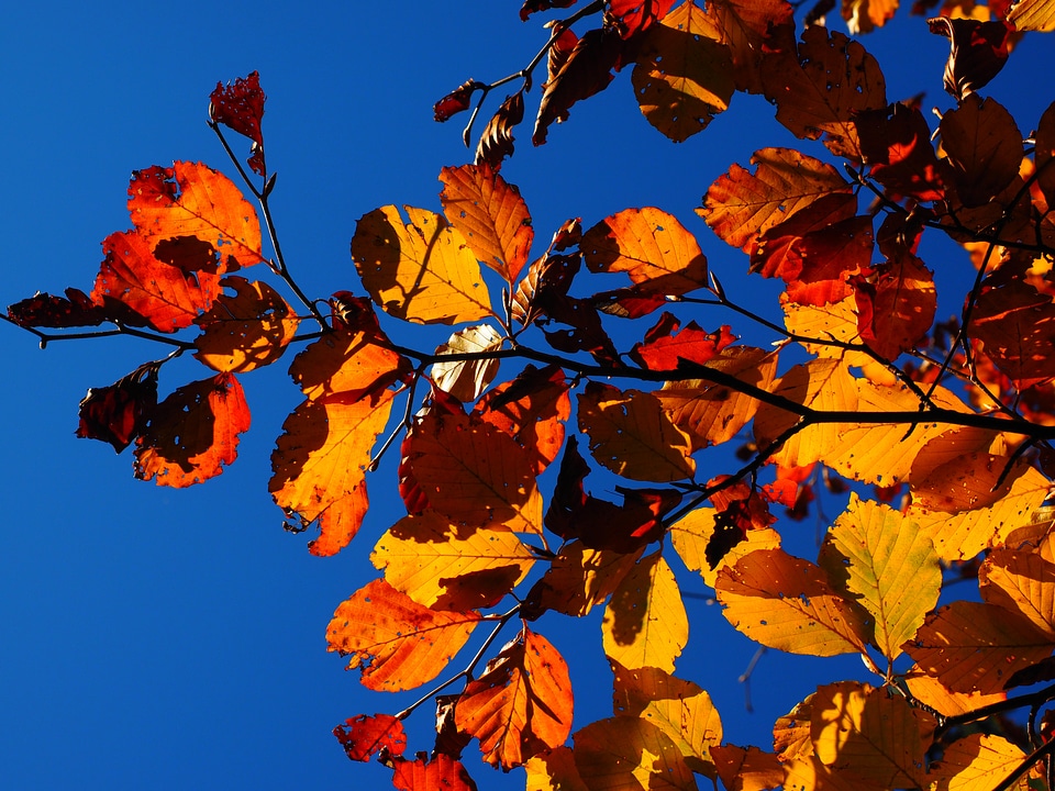 Fall color colorful beech leaves photo