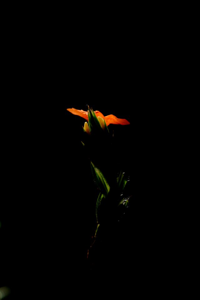 DSCF9657