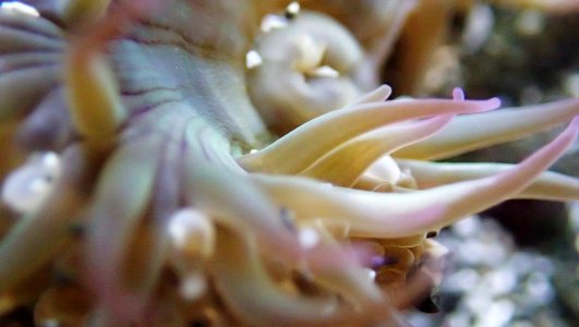 Pink Anemone Mendocino Coast