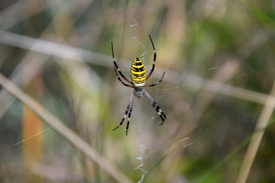 Argiope bruennichi