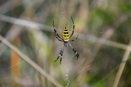 Argiope bruennichi
