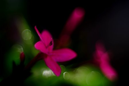 緑の光