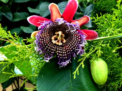 Passion flower photo