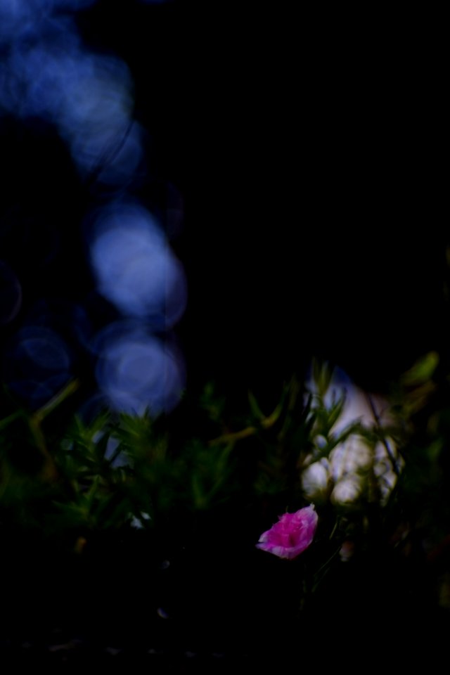 DSCF2162
