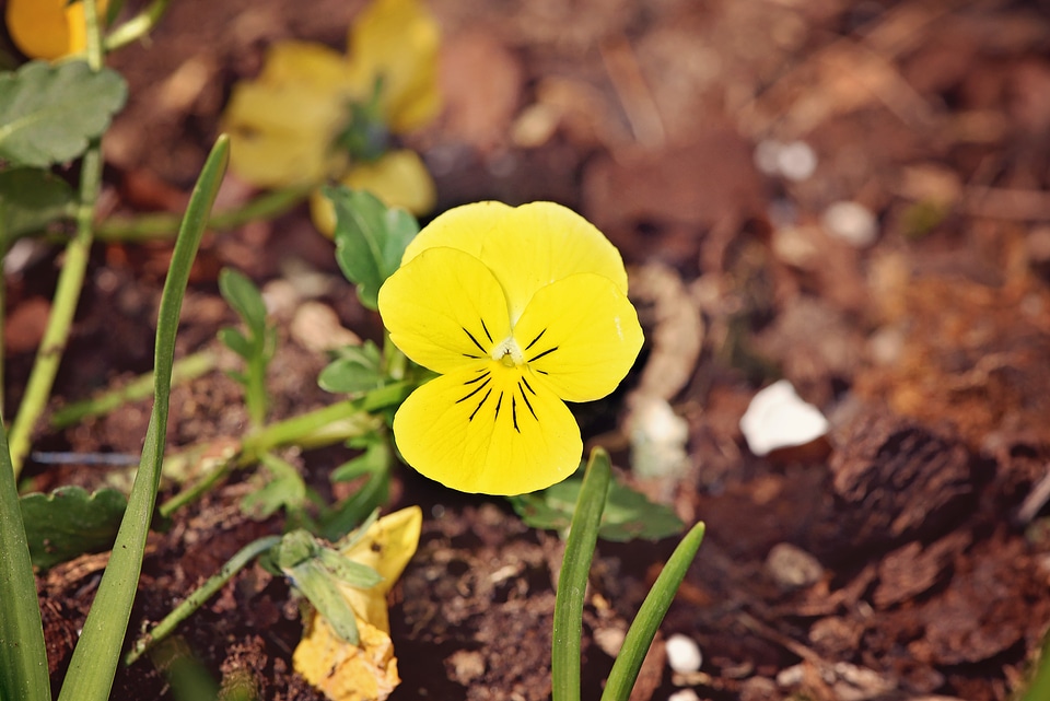 Spring flower garden nature