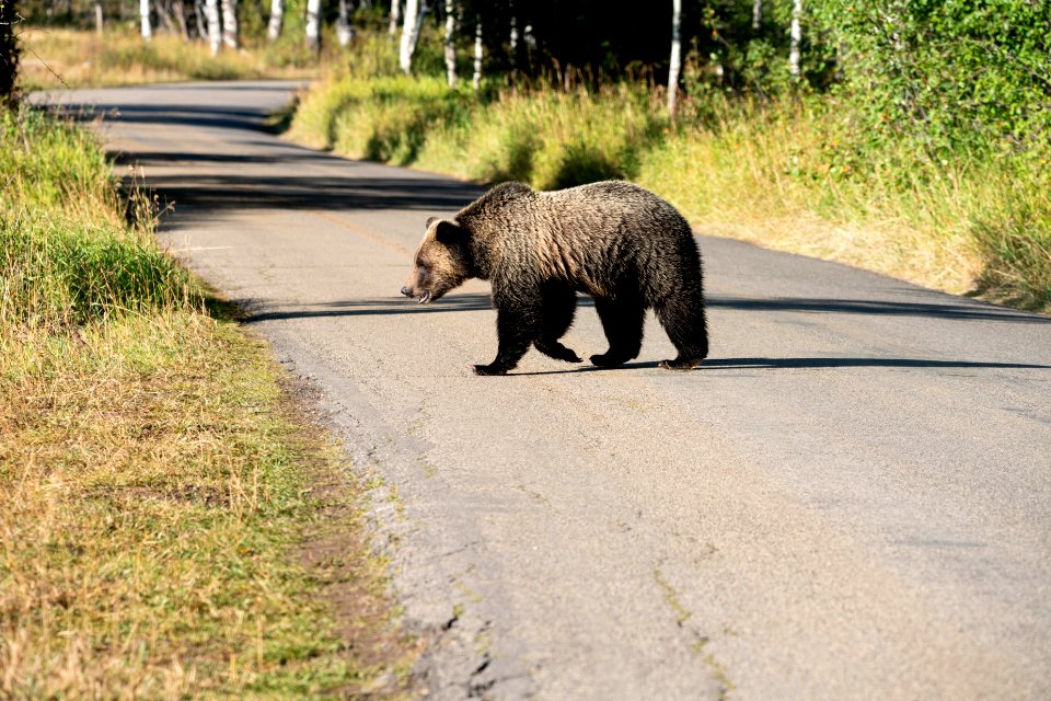 Grizzly on Moose-Wilson Road
