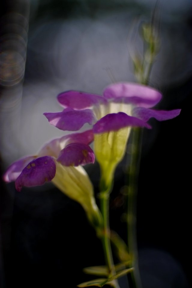 DSCF2128