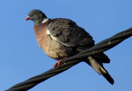 Wood Pigeon on a wire photo