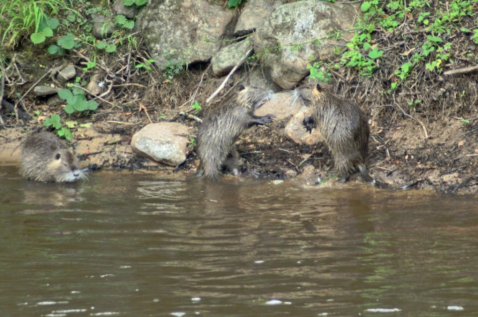 Coypus