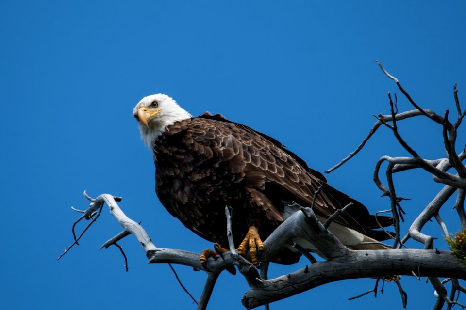 Bald Eagle photo