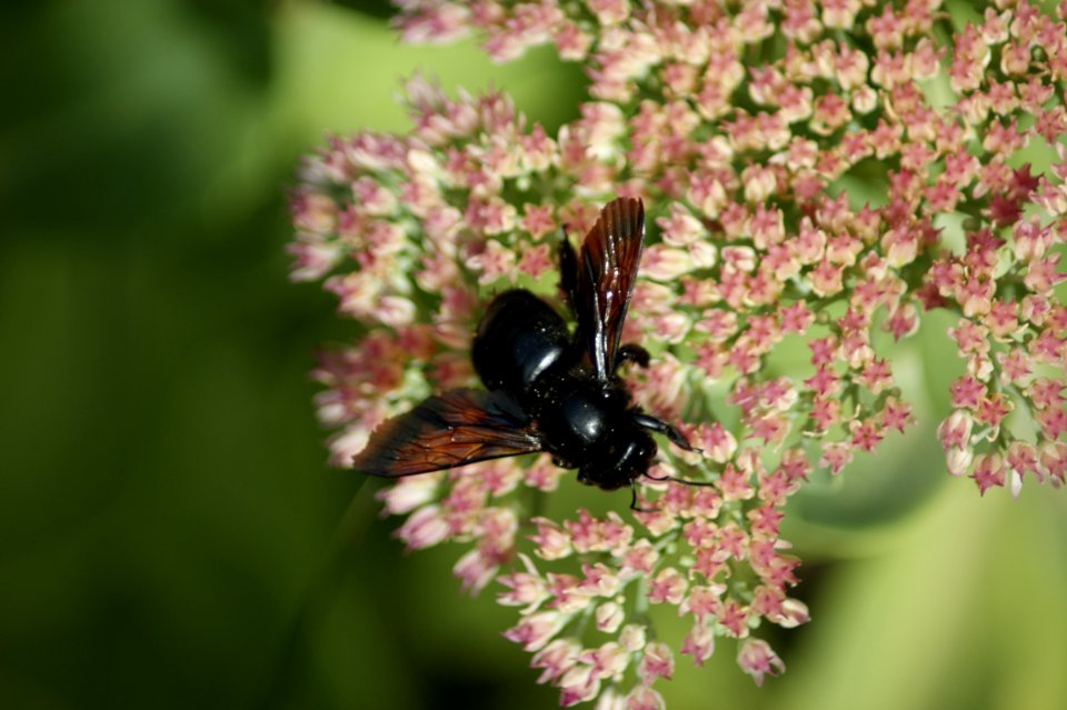 Carpenter Bee on Ice Plant