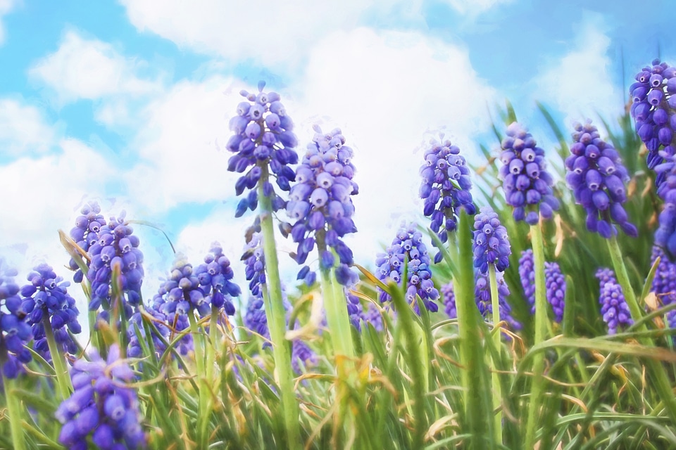 Purple flowers easter