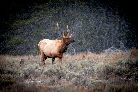 Young bull elk