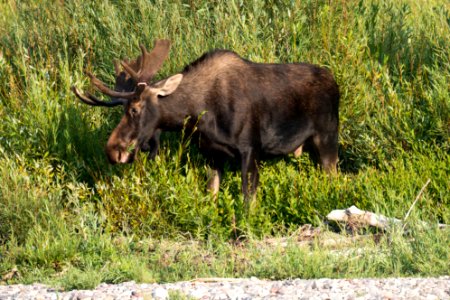 Bull Moose