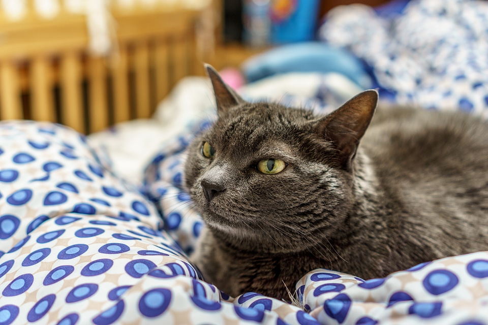 Furry domestic kitten