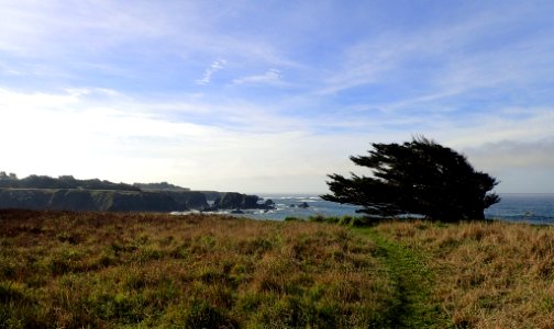 Windswept Mendocino Coast