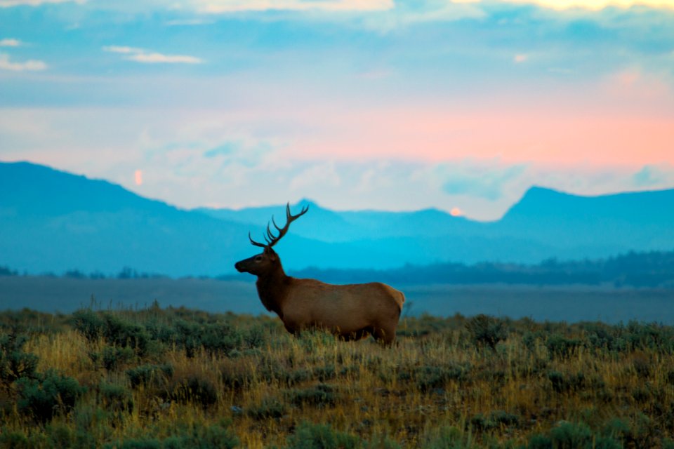 Bull Elk at Windy Point