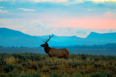 Bull Elk at Windy Point