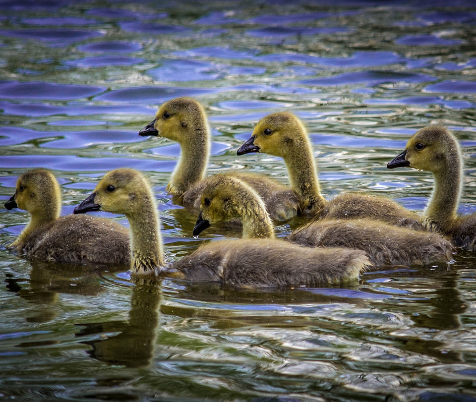 Fluffy cute nature