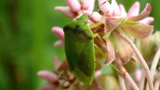 green beetle on milkweed
