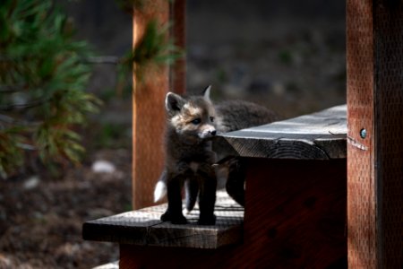 Red Fox Kit