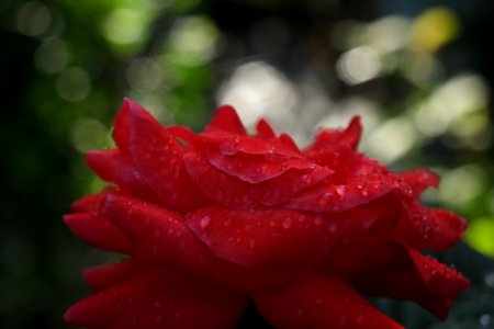 DSCF9203
