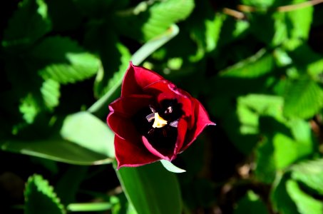 Zahrada - tulipán
