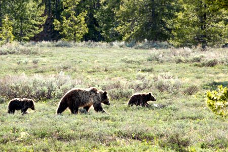 Grizzly Family