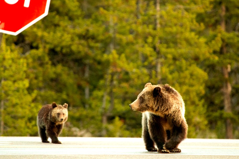 Grizzly Looks at Cubs While Crossing Highway