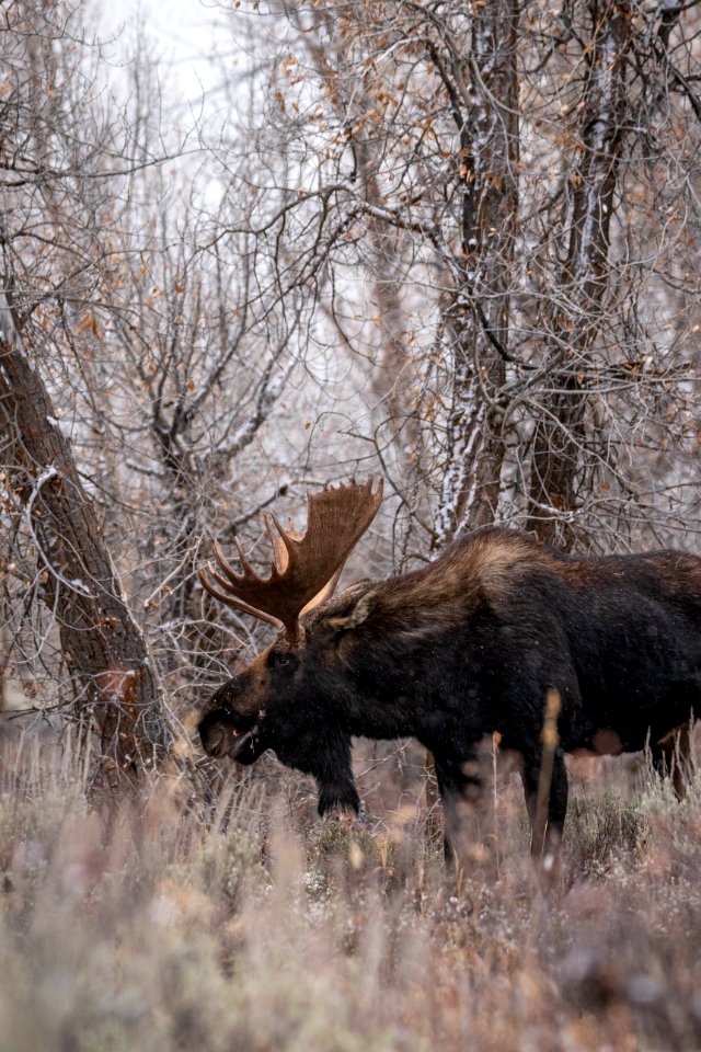 Bull moose