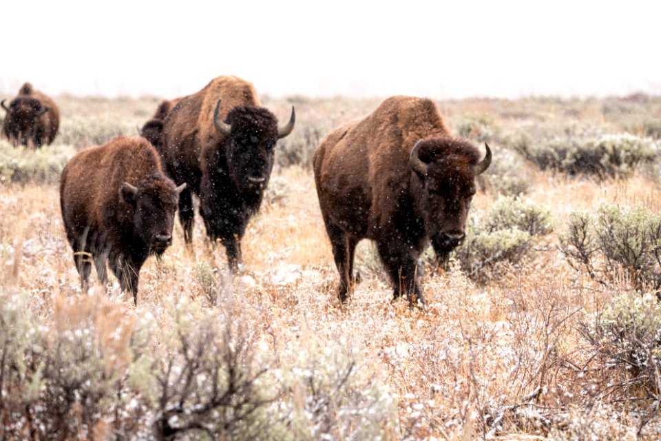 Bison in the sage and snow