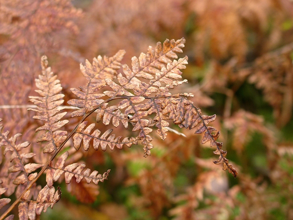 Withered autumn dry